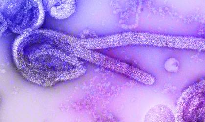 OMS notifica novo surto de ebola na República Democrática do Congo