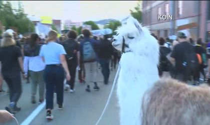 Manifestantes posam para fotos com lhama em meio a protesto nos EUA