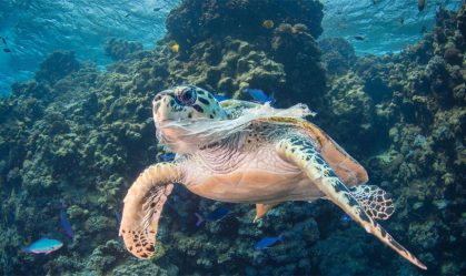 Década dos Oceanos começa nesta segunda; ideia é informar para preservar
