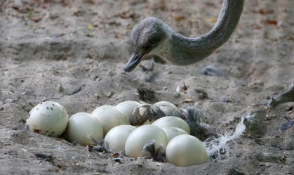 Zoológico palestino registra alta em nascimentos após falta de visitantes