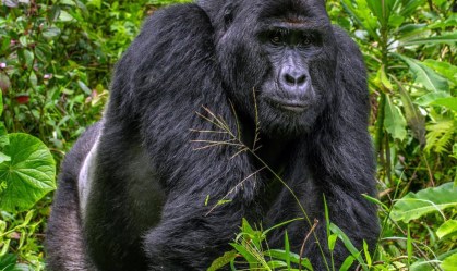 Rafiki, famoso gorila-das-montanhas de Uganda, é morto por caçadores