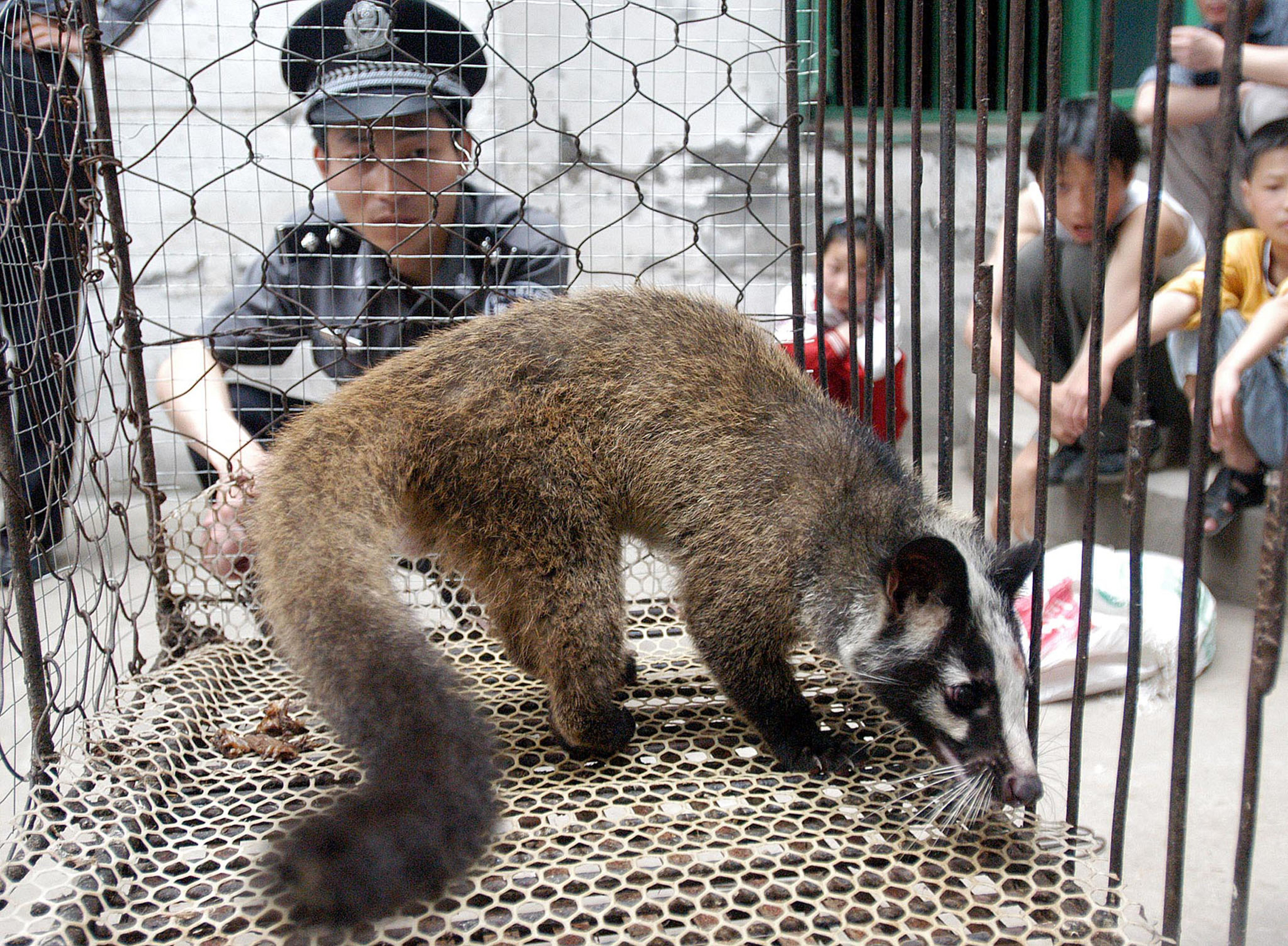 Policial observa civeta selvagem em Wuhan, na China