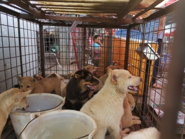 Cachorros em gaiola na China