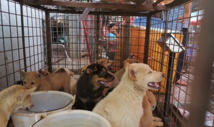 Feira anual de carne de cachorro é aberta na China e desagrada ativistas