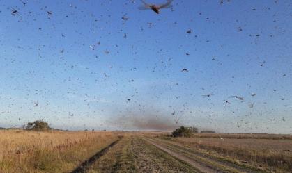 Nuvem de gafanhotos invade cidades na Argentina e assusta agricultores do Brasil