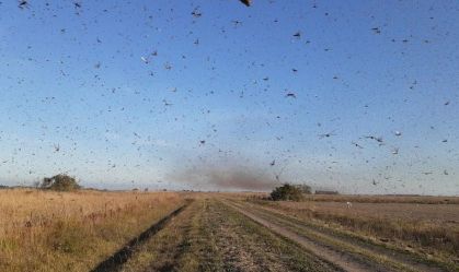 Nuvem de gafanhotos está próxima do Rio Grande do Sul