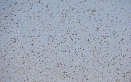 Nuvem de gafanhotos preocupa agricultores brasileiros