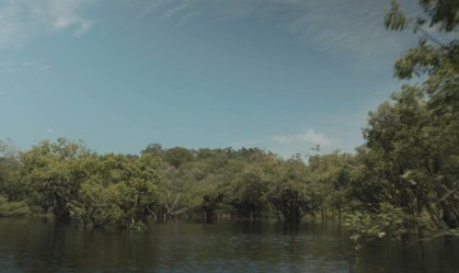 plantas na Amazônia