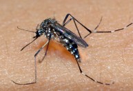 Dengue: pesquisadores desenvolvem nova tecnologia para controlar mosquitos