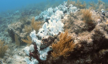 Oceanos aquecem como se 5 bombas de Hiroshima fossem lançadas no mar por segundo