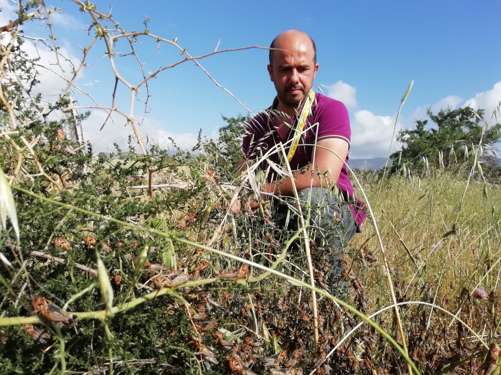 Agricultor observa plantação destruída por gafanhotos na cidade de Bolotana