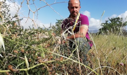 Agricultor observa plantação destruída por gafanhotos na cidade de Bolotana