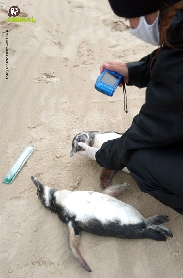 Pinguins foram encontrados em praia de SC