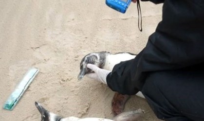 ONG encontra ao menos 70 pinguins mortos em praias de Santa Catarina