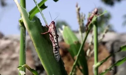 Gafanhotos invadem região mais pobre do Quênia e devastam plantações