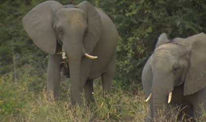 Mais de 360 elefantes morreram misteriosamente em Botsuana, na África