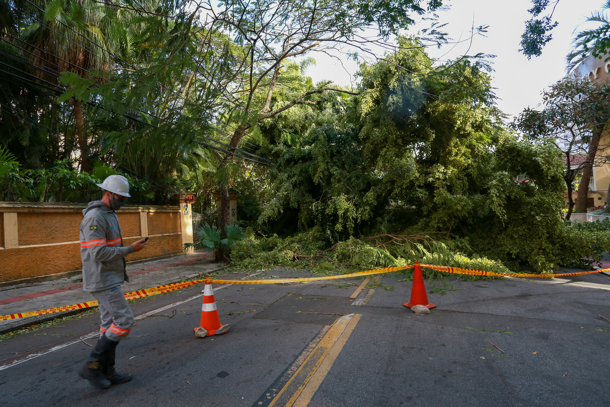 Árvore caída em Florianópolis após passagem de ciclone