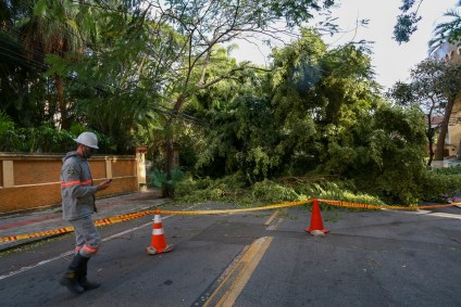 Árvore caída em Florianópolis após passagem de ciclone