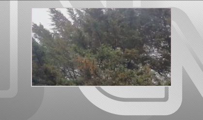 Chuva congelada é registrada em Santa Catarina; veja o vídeo e entenda fenômeno