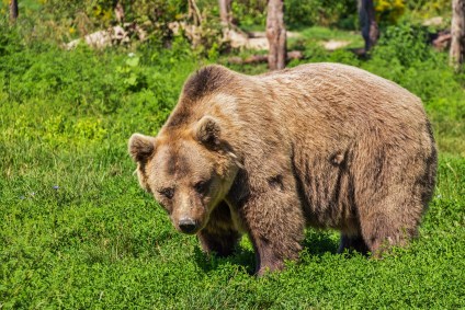 Urso Pardo