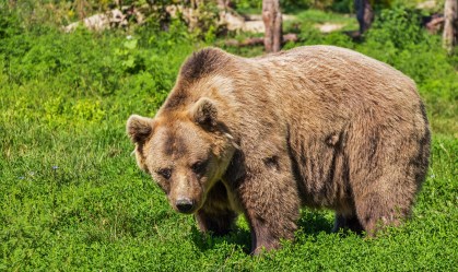 Mulher é encontrada morta em floresta nos EUA e autoridades suspeitam de urso pardo