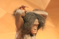 DNA neandertal: entenda como gene primata nos deixou mais fortes e altos