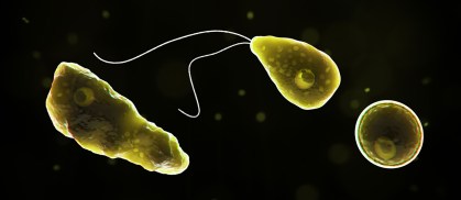 Protozoário Naegleria fowleri