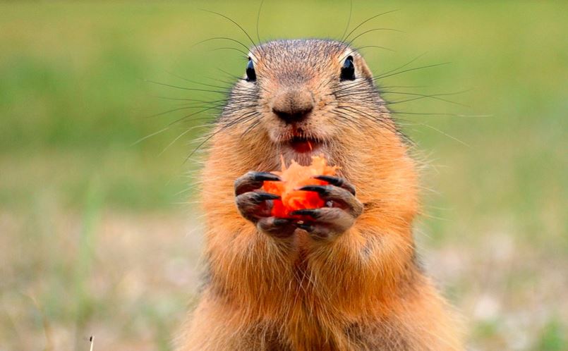 Marmota é roedor com aparência de esquilo, mas tamanho maior