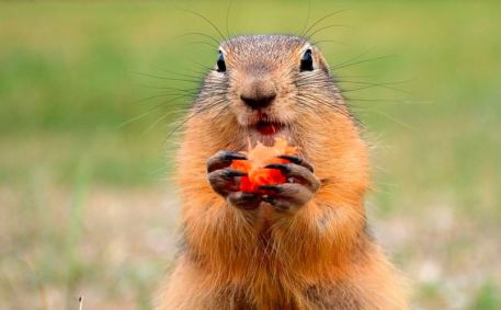 Marmota é roedor com aparência de esquilo, mas tamanho maior