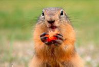 Novos casos de peste bubônica geram alerta sobre consumo de carne de marmota