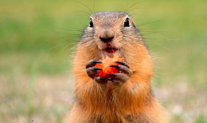 Novos casos de peste bubônica geram alerta sobre consumo de carne de marmota