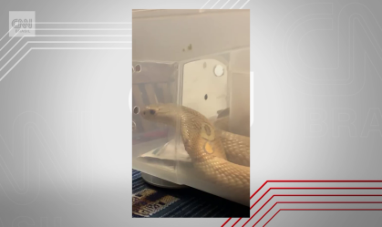 Estudante picado por cobra naja no Distrito Federal recebe alta