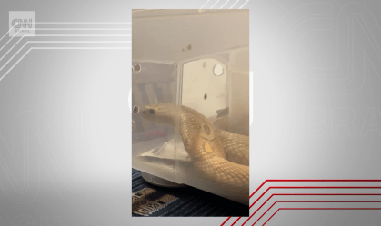 Polícia encontra cobra naja que picou estudante no Distrito Federal