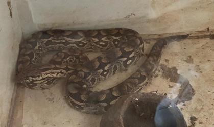 Polícia do DF encontra outra cobra ligada ao caso do estudante picado por naja