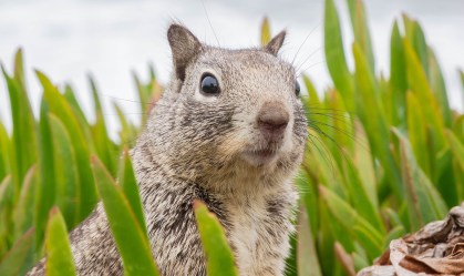 Esquilo com peste bubônica é encontrado nos EUA