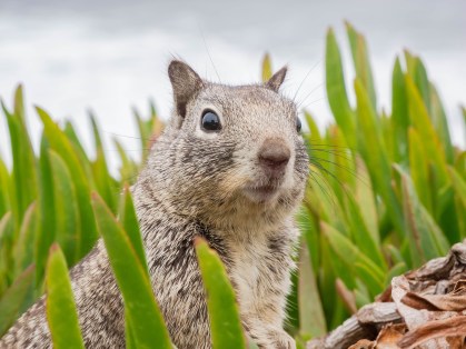 Esquilo é um dos animais roedores que podem carregar a peste bubônica