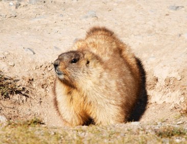 As marmotas são grandes esquilos terrestres