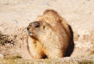 Adolescente morre de peste bubônica após comer carne de marmota na Mongólia