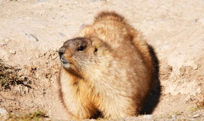 Adolescente morre de peste bubônica após comer carne de marmota na Mongólia