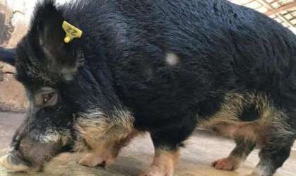 Juiz proíbe Vale de executar javalis resgatados em área de barragem em MG