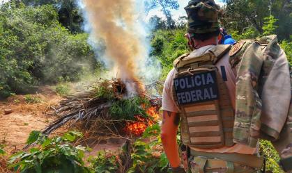 Em 5 meses, PF descobre mais de 300 toneladas de maconha em Pernambuco