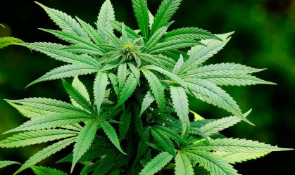 Planta de maconha