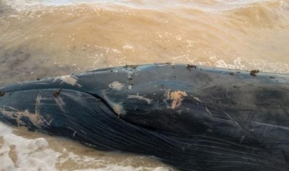 Baleia que encalhou em praia de Alagoas morre depois de retornar ao mar