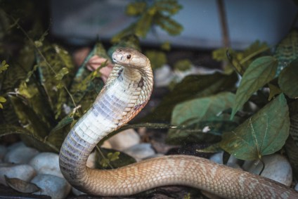 Cobra naja que picou estudante no DF foi levada para o Zoológico de Brasília