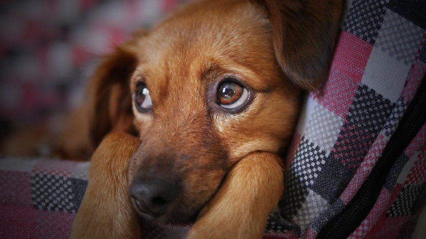 Cães se acostumam com a língua que seus tutores usam cotidianamente / Foto: Reprodução/Pixabay