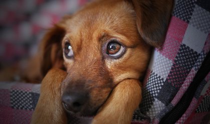Prefeitura de São Paulo lança versão eletrônica de identidade para pets