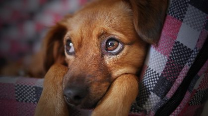 Cachorro é fotografado em cama para animais de estimação