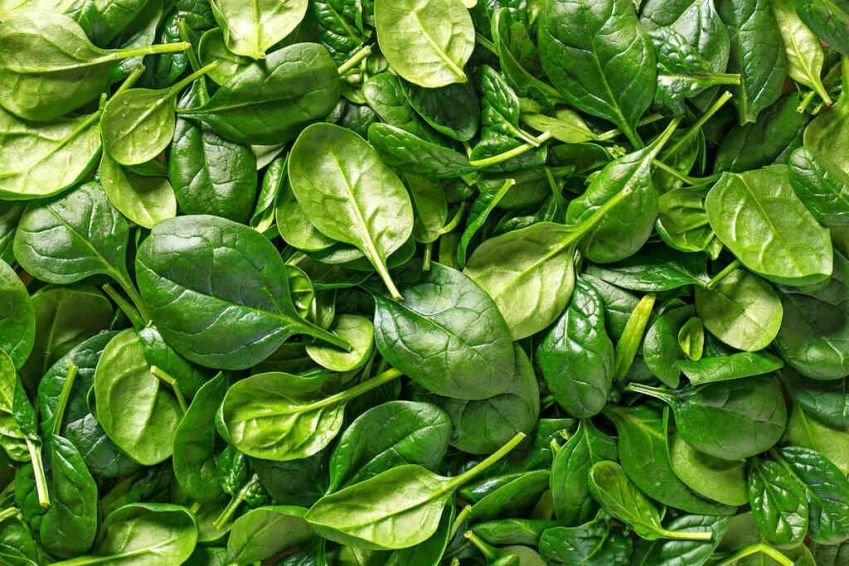 Como incluir o espinafre na dieta / Imagem: Shutterstock