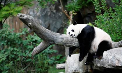 Panda gigante Mei Xiang no Zoológico Nacional de Washington, nos EUA
