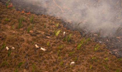 Fogo na Amazônia